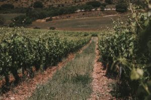 Campo de ribera del Duero Valladolid