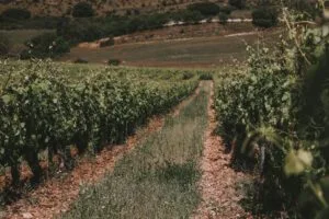 Campo de ribera del Duero Valladolid